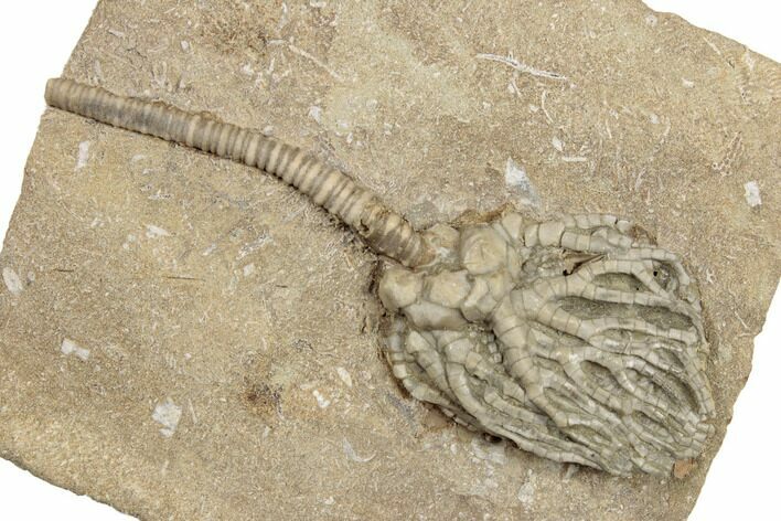 Crinoid (Cyathocrinites) Fossil - Crawfordsville, Indiana #188680